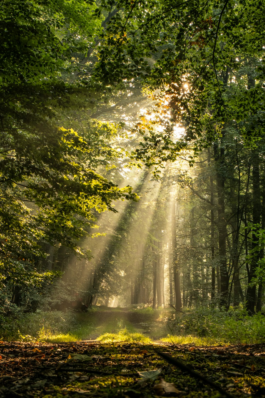 Forest Landscape Photography